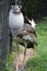 A Large Kori Bustard Bird