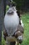 A Large Kori Bustard Bird