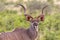 Large kudu bull