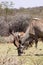 Large Kudu Bull Eating