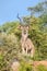 Large kudu bull standing on a hill with trees looking out for da