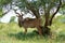 A large Kudu bull standing in the shade of a tree