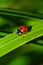 Large ladybird resting on leafs