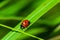 Large ladybird resting on leafs