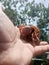 a large land hermit crab