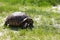 Large land tortoise.Giant tortoise on the grass