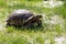 Large land tortoise.Giant tortoise on the grass