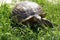 Large land tortoise.Giant tortoise on the grass