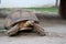 A large land turtle walking on the ground.