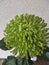 Large large chrysanthemum. Green like an apple. Deep rich flower color.