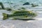 A large Largemouth Bass rests on the sandy bottom of a central Florida spring