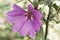 Large Lavatera olbia, hibiscus-like pink flower