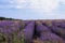 A large lavender field. Purple lavender bushes. Beautiful purple blooming in the vast expanses