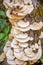 Large layers of fungus on the tree, turkey tail brackets.