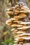 Large layers of fungus on the tree, turkey tail brackets.