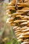 Large layers of fungus on the tree, turkey tail brackets.