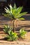 Large leaf aloe vera plant with smaller succulents