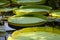 A large leaf of an aquatic plant of ribbed structure floats in the water. Giant Amazon Water Lily pad or huge floating lotus