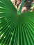 Large leaf of gued palm, dark green palm leaf, hard and durable palm leaf, tropical mussels, beautiful natural green