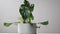 large leaf house plant Monstera deliciosa in a gray pot, motio