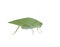 Large leaf mimic katydid on white