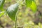 Large leaf of a tomato seedling closeup