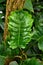 Large leaf of tropical `Philodendron X Corsinianum` plant