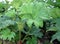 Large leafed Gunnera Manicata or giant rhubarb plant