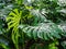 Large-Leafed Plant with Holes