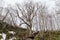 Large leafless tree in area of Fukidashi Park in winter in Hokkaido, Japan