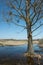 Large leafless tree growing in water