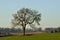 A large, leafless tree standing in fields under a winter sky