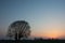 Large leafless willow tree and sky after sunset