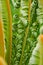 Large leafs unfurling from the centre of Cycads in a Australian Garden