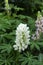 Large leaved lupine in the garden