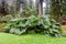 Large leaves of Gunnera Manicata in Benmore Botanic Garden, Scotland