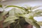 Large leaves indoor plant closeup in soft blurred style for background