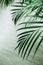 large leaves tropical palm tree texture plant