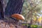 Large leccinum mushroom grows