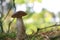 Large Leccinum mushroom in wood