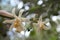 Large lemon flowers with thick petals