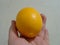 Large lemon in hand isolated