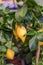 Large lemon hanging on a branch of a lemon tree