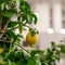 Large lemon hanging on a branch of a lemon tree.