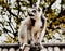 A large lemur sits on the roof of the house.