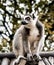 A large lemur sits on the roof of the house.