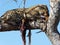 Large Leopard on a grey dried out tree branch eating its prey`s neck