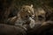 a large leopard laying on top of a rock next to a tree trunk and a tree trunk in front of it, with its eyes closed