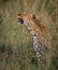 Large leopard looking up for fleeting prey