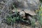 Large leopard tortoise in Meiringspoort Pass